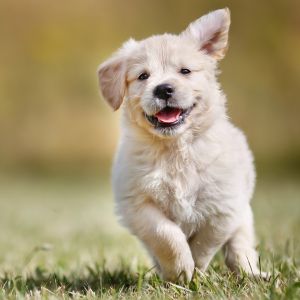 Cachorro Feliz Corriendo