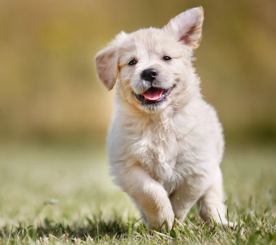 Cachorro Feliz Corriendo