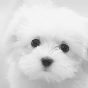 Cachorro Blanco Adorable