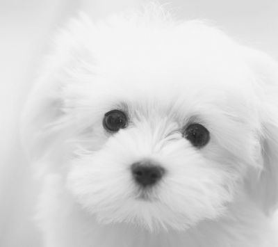 Cachorro Blanco Adorable