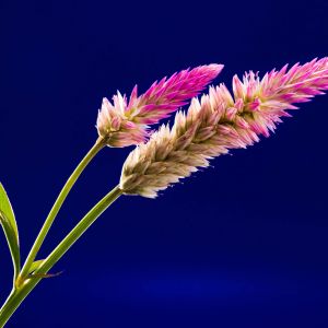 Flor Rosa Vibrante