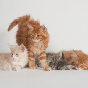 Gatos Maine Coon Adorables