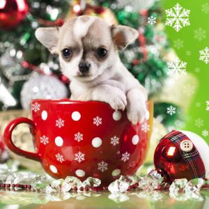 Linda Chihuahua en Taza Navideña