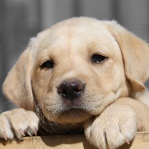 Cachorro de Labrador Adorable