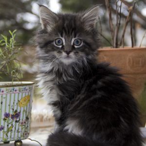 Gatito Adorable y Esponjoso
