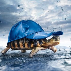 Tortuga con Gorra Azul