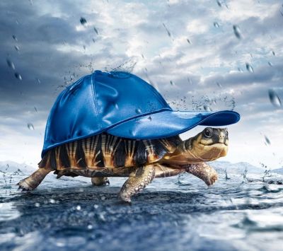Tortuga con Gorra Azul