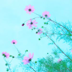 Flores Rosas Contra el Cielo Azul