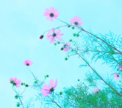 Flores Rosas Contra el Cielo Azul