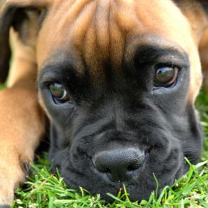 Cachorro Boxer Adorable