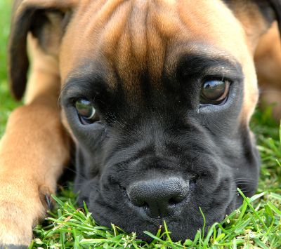 Cachorro Boxer Adorable