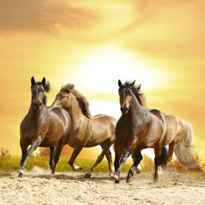 Caballos Corriendo al Atardecer