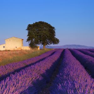 Campos de Lavanda al Atardecer