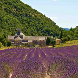Campos de Lavanda y Abadía