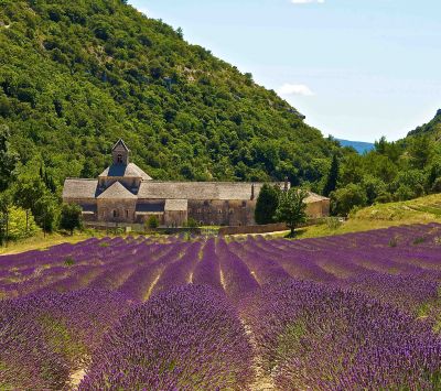Campos de Lavanda y Abadía
