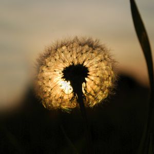 Diente de león al atardecer