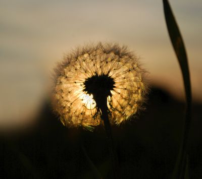 Diente de león al atardecer