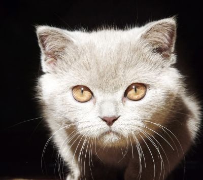 Gato Adorable con Ojos Impactantes