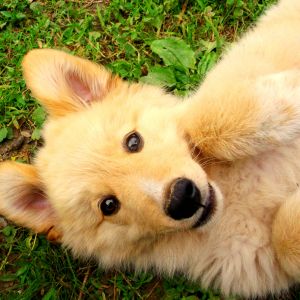 Cachorro Adorable Jugando