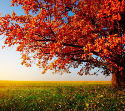 Paisaje de Árbol Otoñal