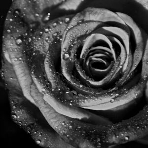 Rosa en Blanco y Negro con Gotas de Agua