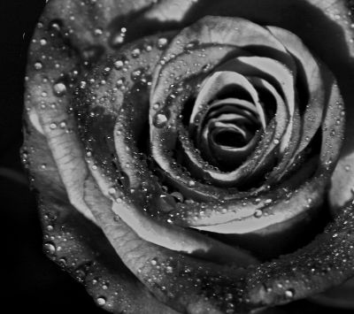 Rosa en Blanco y Negro con Gotas de Agua