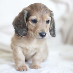 Adorable Cachorro Dachshund