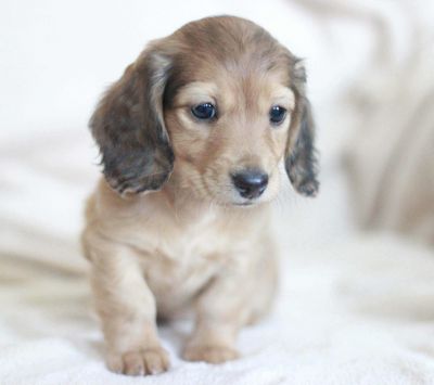Adorable Cachorro Dachshund