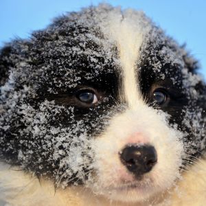 Cachorro Nevado