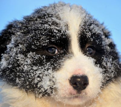 Cachorro Nevado