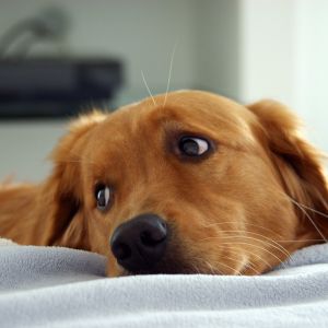 Golden Retriever Descansando