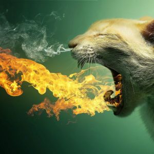 Rugido de Gato Llamas