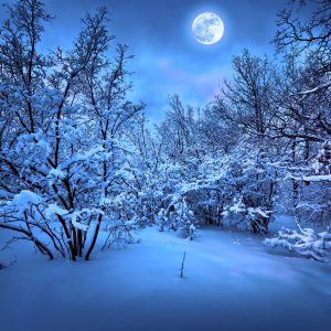 Escena Invernal Iluminada por la Luna