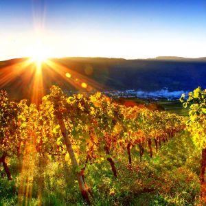 Viñedo al Atardecer
