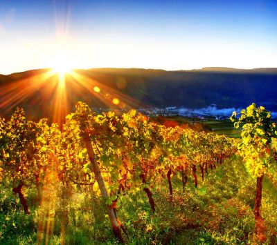 Viñedo al Atardecer