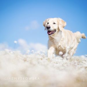 Golden Retriever Feliz en la Naturaleza