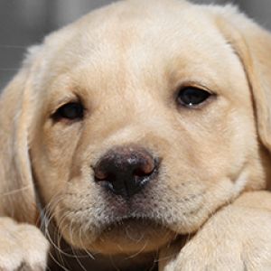 Cachorro de Labrador Adorable