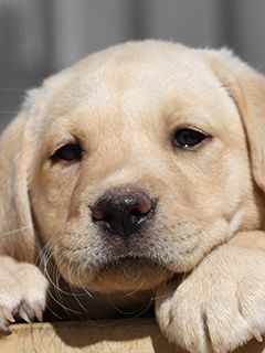 Cachorro de Labrador Adorable