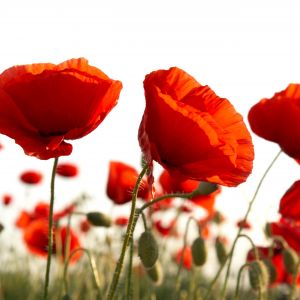 Amapolas Rojas Vibrantes en Flor