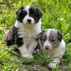 Cachorros Lindos Jugando