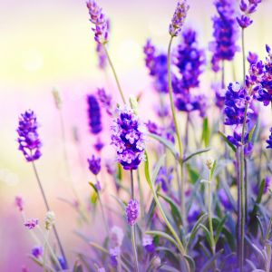 Campos de Lavanda en Flor