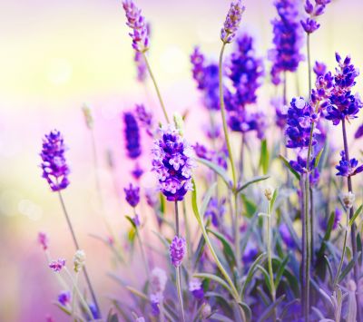 Campos de Lavanda en Flor