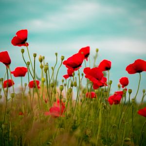 Amapolas Rojas Vibrantes en Flor