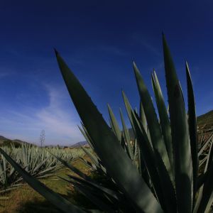 Paisaje de Agave