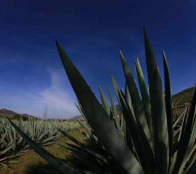 Paisaje de Agave
