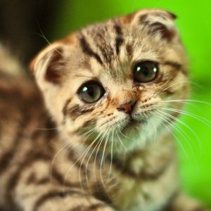 Gatito Adorable con Ojos Grandes