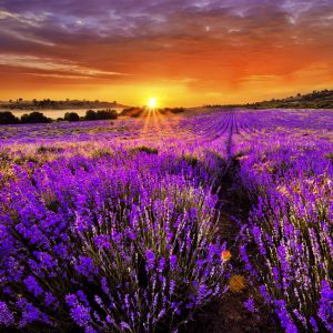 Campos de Lavanda al Atardecer