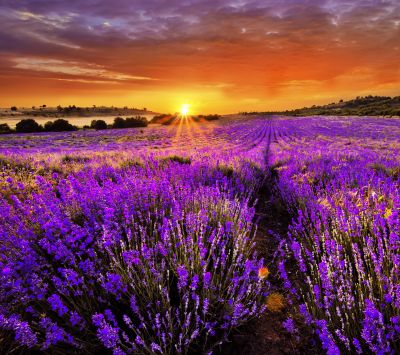 Campos de Lavanda al Atardecer