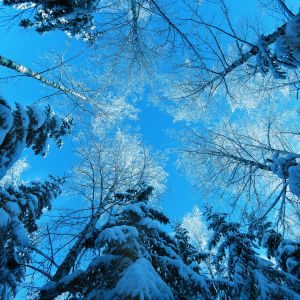 Bosque de Invierno