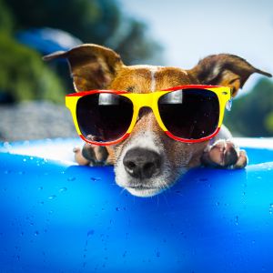 Perro genial con gafas de sol